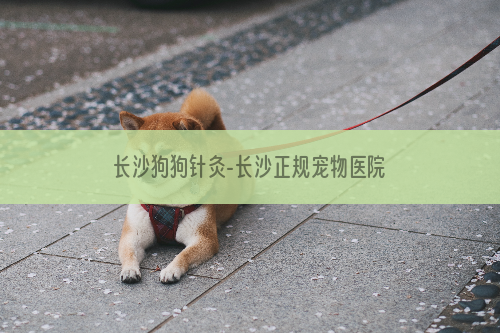 长沙狗狗针灸-长沙正规宠物医院