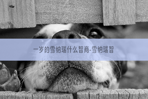 一岁的雪纳瑞什么智商-雪纳瑞智商在宠物狗里排多少名
