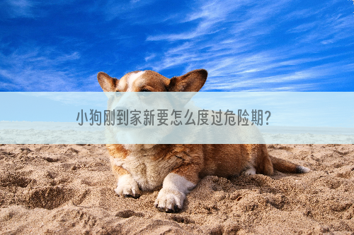 小狗刚到家新要怎么度过危险期？