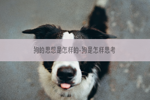 狗的思想是怎样的-狗是怎样思考的