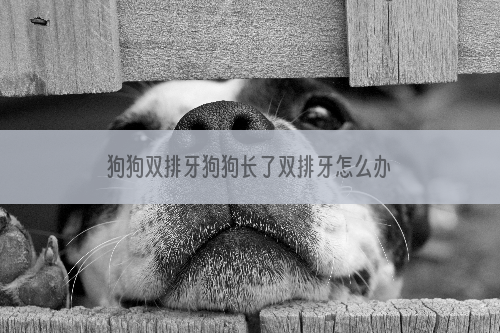 狗狗双排牙狗狗长了双排牙怎么办