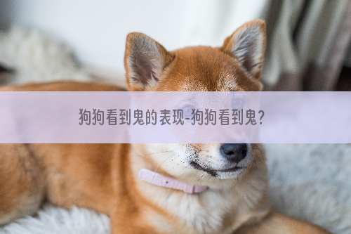 狗狗看到鬼的表现-狗狗看到鬼？