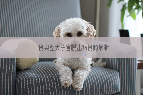 一例典型犬子宫脱出病例的解析
