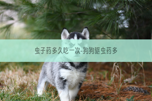虫子药多久吃一次-狗狗驱虫药多久吃一次