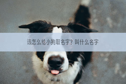 该怎么给小狗取名字？叫什么名字呢？