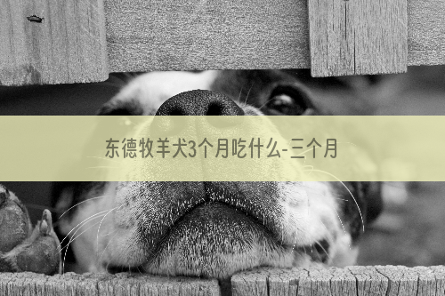 东德牧羊犬3个月吃什么-三个月大的东德牧羊犬应该吃什么狗粮，