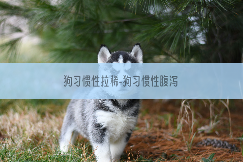 狗习惯性拉稀-狗习惯性腹泻