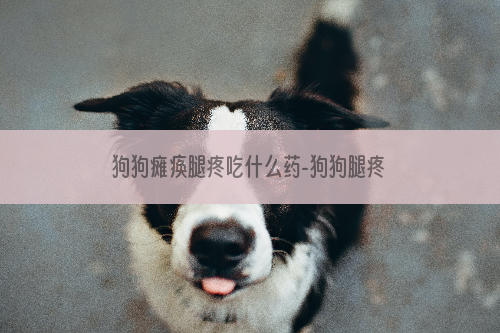 狗狗瘫痪腿疼吃什么药-狗狗腿疼吃什么药好