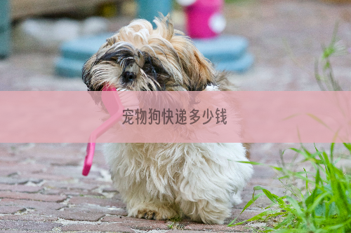 宠物狗快递多少钱