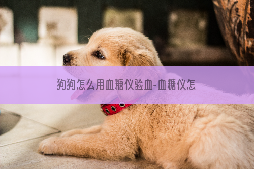 狗狗怎么用血糖仪验血-血糖仪怎么用