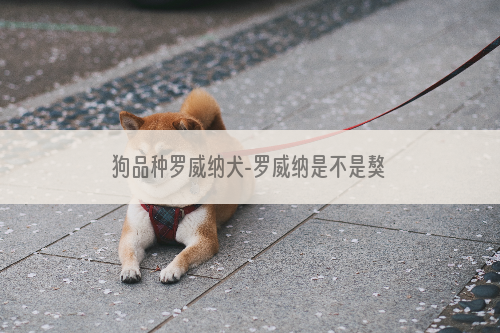 狗品种罗威纳犬-罗威纳是不是獒种犬