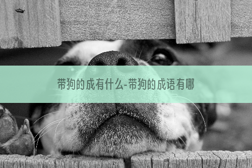带狗的成有什么-带狗的成语有哪些