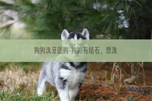 狗狗洗牙团购-狗狗有结石，想洗牙，多少钱？