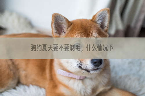 狗狗夏天要不要剃毛，什么情况下要给狗狗剃毛？