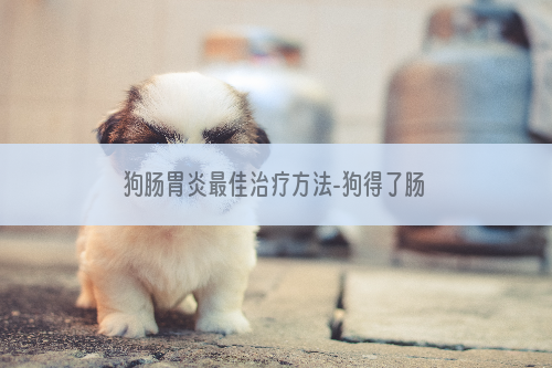 狗肠胃炎最佳治疗方法-狗得了肠胃炎怎么治