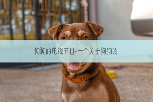 狗狗的电视节目-一个关于狗狗的纪录片
