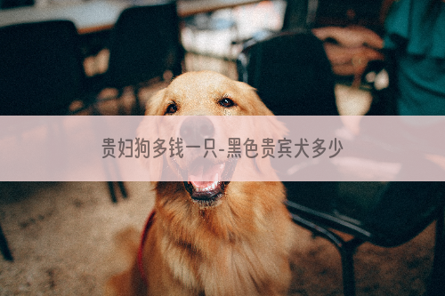 贵妇狗多钱一只-黑色贵宾犬多少钱一只