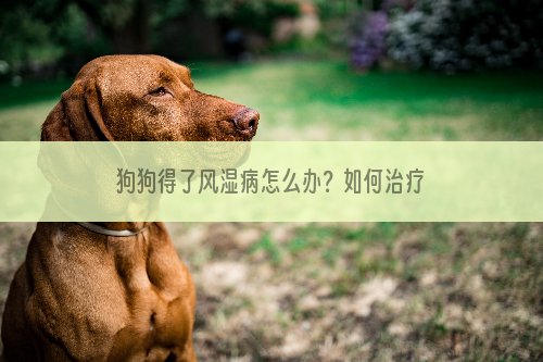 狗狗得了风湿病怎么办？如何治疗犬风湿病