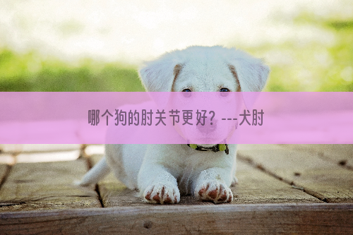 哪个狗的肘关节更好？---犬肘关节发育不良