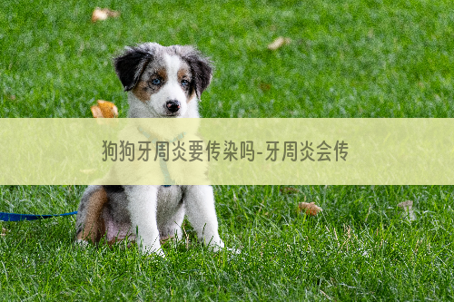 狗狗牙周炎要传染吗-牙周炎会传染吗？