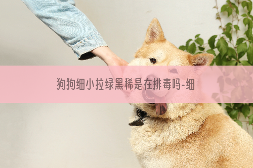 狗狗细小拉绿黑稀是在排毒吗-细小第七天拉黑色稀的便便是排毒吗