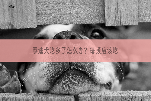 泰迪犬吃多了怎么办？每顿应该吃多少？