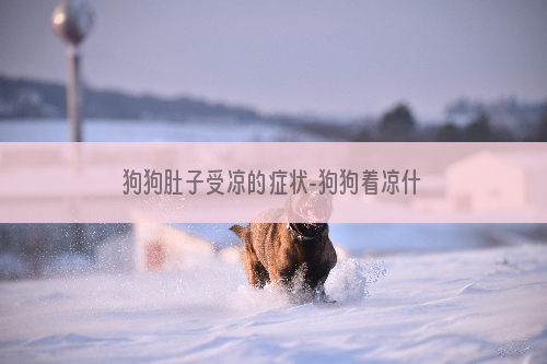 狗狗肚子受凉的症状-狗狗着凉什么症状
