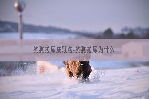 狗狗拉屎成颗粒-狗狗拉屎为什么一粒一粒的