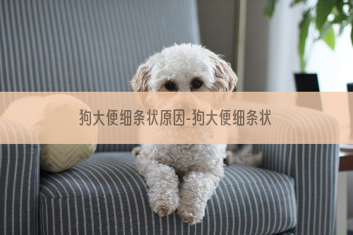 狗大便细条状原因-狗大便细条状