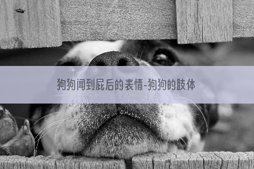 狗狗闻到屁后的表情-狗狗的肢体语言