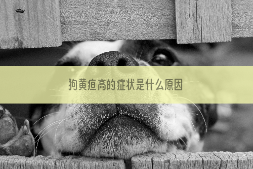 狗黄疸高的症状是什么原因
