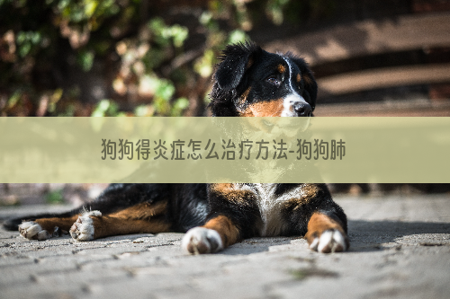 狗狗得炎症怎么治疗方法-狗狗肺炎怎么治疗