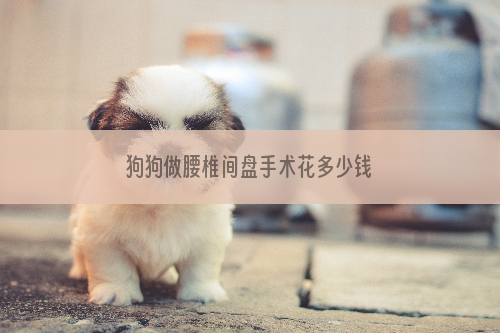 狗狗做腰椎间盘手术花多少钱