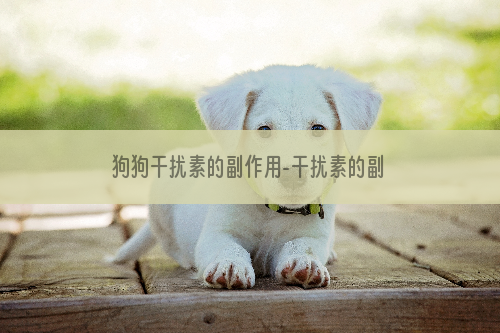 狗狗干扰素的副作用-干扰素的副作用