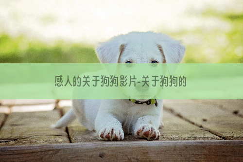 感人的关于狗狗影片-关于狗狗的感人电影