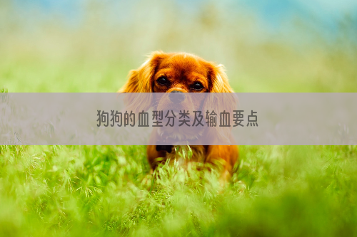狗狗的血型分类及输血要点