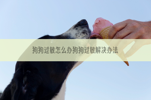 狗狗过敏怎么办狗狗过敏解决办法有哪些