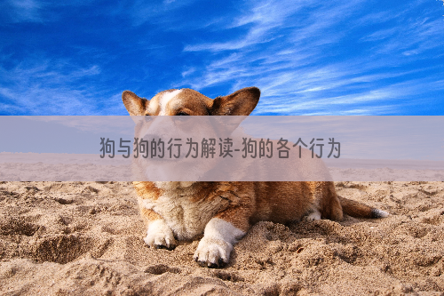 狗与狗的行为解读-狗的各个行为代表什么意思