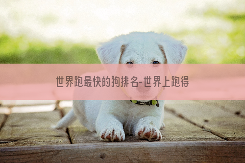 世界跑最快的狗排名-世界上跑得最快的狗