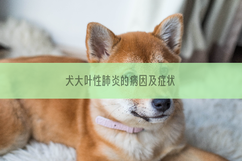 犬大叶性肺炎的病因及症状