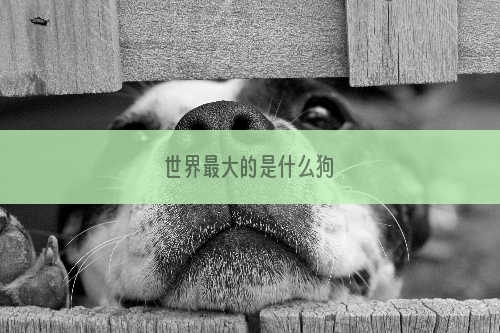 世界最大的是什么狗
