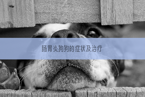 肠胃炎狗狗的症状及治疗