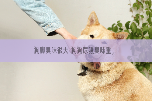 狗脚臭味很大-狗狗尿骚臭味重，臭怎么办？