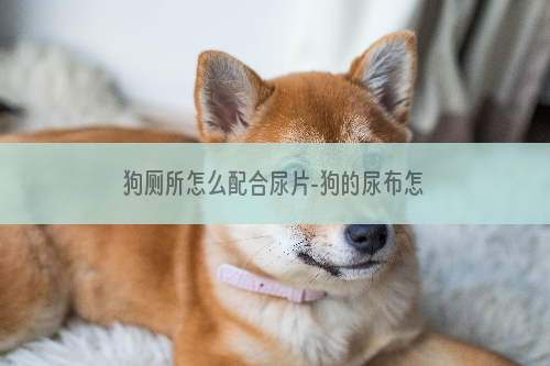 狗厕所怎么配合尿片-狗的尿布怎么用