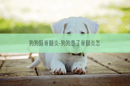 狗狗脑脊髓炎-狗狗患了脊髓炎怎么办？