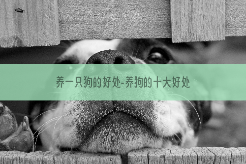 养一只狗的好处-养狗的十大好处