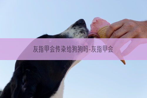 灰指甲会传染给狗狗吗-灰指甲会传染吗
