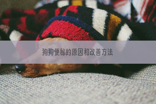 狗狗便秘的原因和改善方法