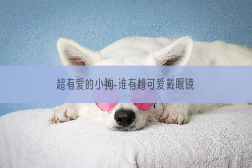 超有爱的小狗-谁有超可爱戴眼镜的小狗图片