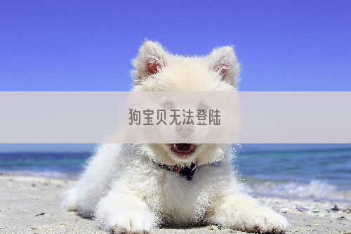 狗宝贝无法登陆